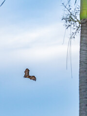 Flying-fox or Fruit Bat, flying next to a tree, Pangkor Island, Malaysia