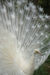 Fototapeta premium white peacock with feathers