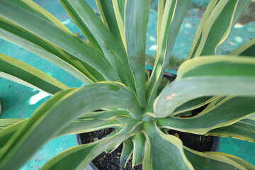 a plant with long, pointed leaves called Agave desmettiana