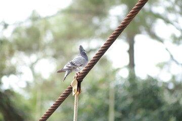 spotted woodpecker