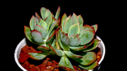 Isolated Echeveria clump with red tip on black background. Potted succulent plant with red tipped leaves