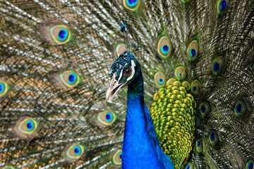 Obraz premium Peacock panning beautiful tails