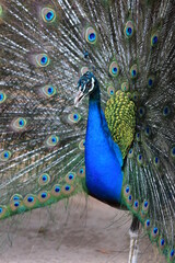 Obraz premium Peacock panning beautiful tails