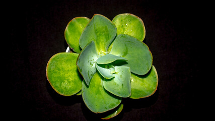 Isolated green succulent with wide leaves on black background. Potted Kalanchoe with lush green leaves