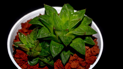 Isolated green Haworthia plant on dark background. Potted Haworthia in detail