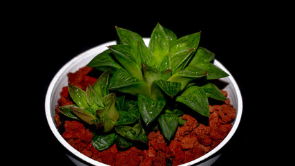 Isolated green Haworthia plant on dark background. Potted Haworthia in detail