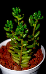 Sedum Jelly bean isolated on black background. Isolated potted succulent plant