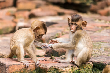 Thailand Lopburi Monkey at lopburi Thaialnd.