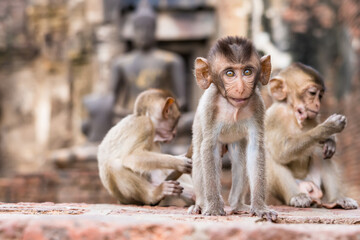 Thailand Lopburi Monkey at lopburi Thaialnd.