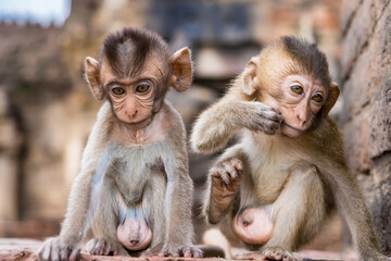 Thailand Lopburi Monkey at lopburi Thaialnd.