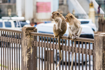 Thailand Lopburi Monkey at lopburi Thaialnd.