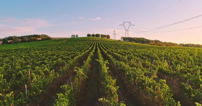 Agricultural and vineyards field in the countryside, beautiful aerial landscape toward hills, forest and fields