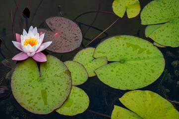Water lily and lily pads