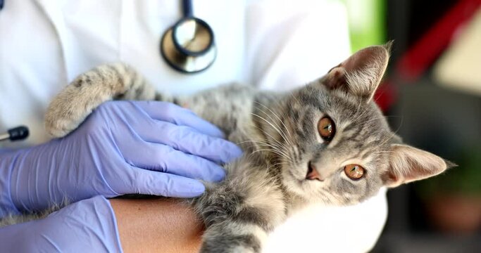 Closeup of veterinary woman petting cat during a visit to clinic