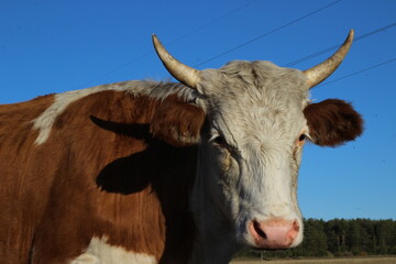 Cow Looking at Camera Curiously Red White Heifers with Sharp Horns Grazing on Pasture	