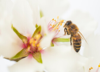 Almond blossom bee