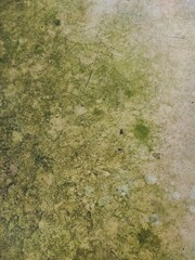 green moss on the wall