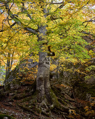 Autunno al GRAN SASSO - Prati di Tivo - Teramo
