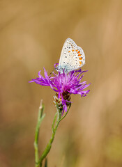 Common Blue, Polyommatus icarus. Close-up butterfly in natural environment.
