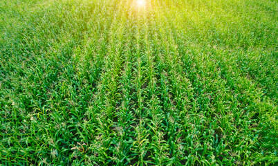 corn field of green field drone high angle view, agriculture background concept, sunset landscape...