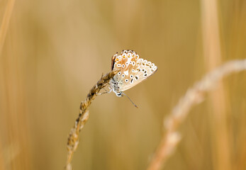 Common Blue, Polyommatus icarus. Close-up butterfly in natural environment.
