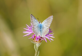 Common Blue, Polyommatus icarus. Close-up butterfly in natural environment.
