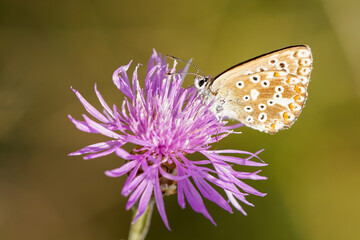 Common Blue, Polyommatus icarus. Close-up butterfly in natural environment.

