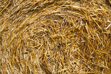 Straw bale close-up. Yellow straw as background.
