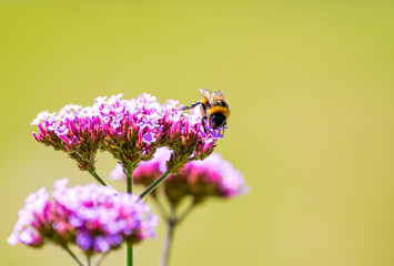 A bumblebee collects nectar on the verbena. Insect in natural environment close-up.
