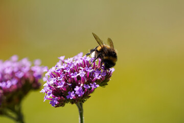A bumblebee collects nectar on the verbena. Insect in natural environment close-up.
