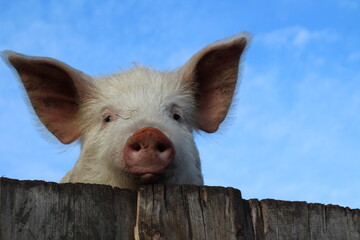 Funny pink pig smiling and peeking from behind wooden pigpen fence. Curious hungry piglet with fluffy big ears, white eyes, and furry snout against blue sky Background	
 - Powered by Adobe
