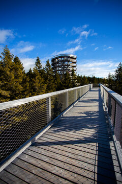 Walk through treetops in Rogla, Slovenia