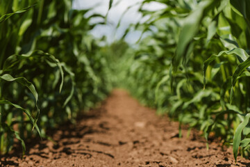 Young green corn crop seedling plants in cultivated perfectly clean agricultural plantation field with no weed, low angle view selective focus