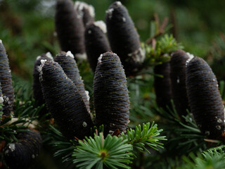 Black pine cones