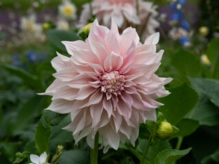pink and white dahlia