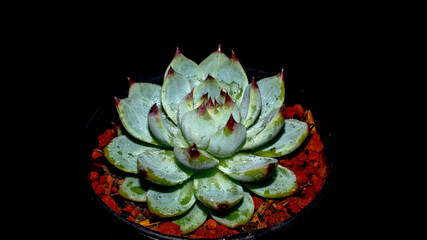 Isolated Echeveria chihuahuaensis   Cat's Claw on black background. Isolated succulent plant - 537446808