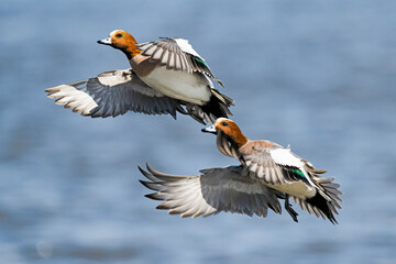 ヒドリガモのオス飛翔 (Eurasian Wigeon)
