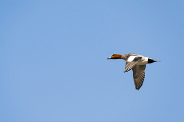 ヒドリガモのオス飛翔 (Eurasian Wigeon)