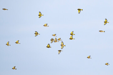 カワラヒワ群れの飛翔 (Oriental Greenfinch)