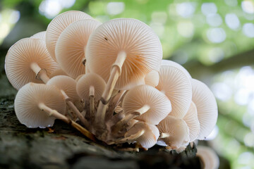 Cluster of Porcelain fungus, white mushrooms with a translucent cap, on a rotting beech tree © Matauw