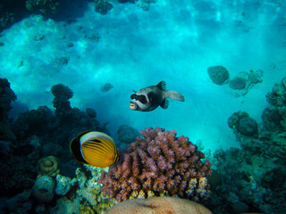 Naklejka na ściany i meble Masked pufferfish in Red Sea coral reef, Sharm El Sheikh, Egypt 