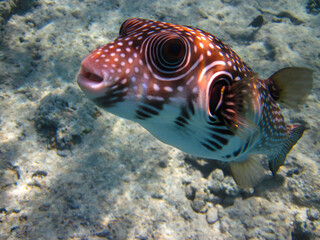 Spiny arotron in the coral reef of the Red Sea, Sharm El-Sheikh, Egypt