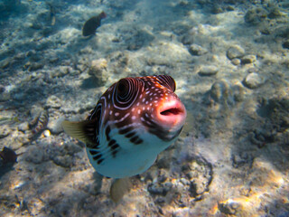 Spiny arotron in the coral reef of the Red Sea, Sharm El-Sheikh, Egypt