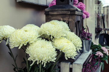 Yellow big chrysanthemums bouquet on the background of the old city. ..
