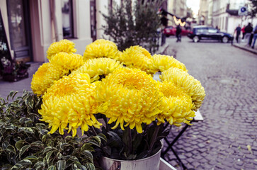 Yellow big chrysanthemums bouquet on the background of the old city.