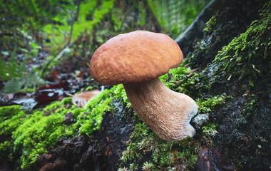 boletus mushroom in the forest