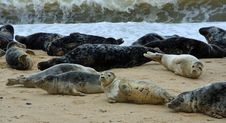 Many Common - Harbour Seals on beach 