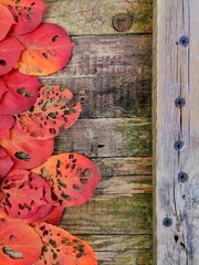 Autumn leaves on wooden background 