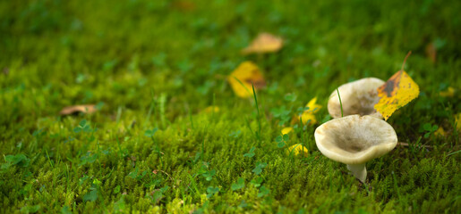 Syroezhka mushrooms grow in green moss in a swamp. Edible mushrooms of gray color in the forest.