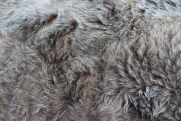 Cow's gray fur close-up	
